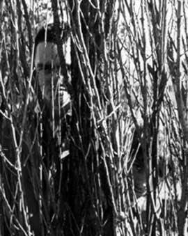 Systematics - Patrick Gibson, Michael Filewood